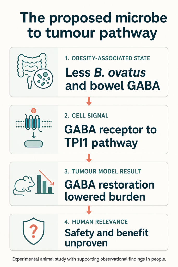 Infographic summarising the study. The proposed microbe to tumour pathway. Obesity-associated state: Less B. ovatus and bowel GABA. Cell signal: GABA receptor to TPI1 pathway. Tumour model result: GABA restoration lowered burden. Human relevance: Safety and benefit unproven. Experimental animal study with supporting observational findings in people.